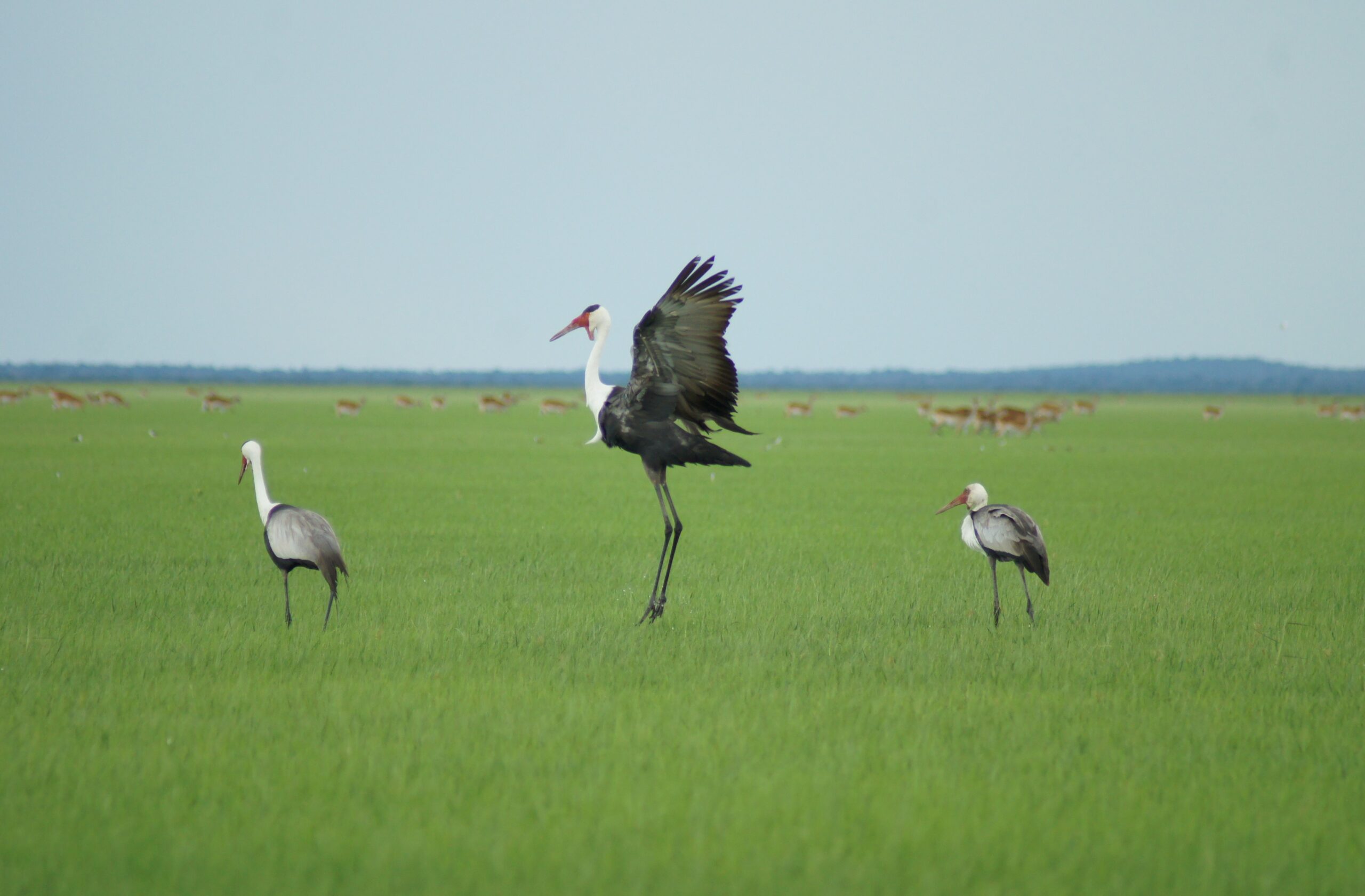 Conservation Team Conducts Bioblitz of the Kafue Flats Wetlands - JRS ...