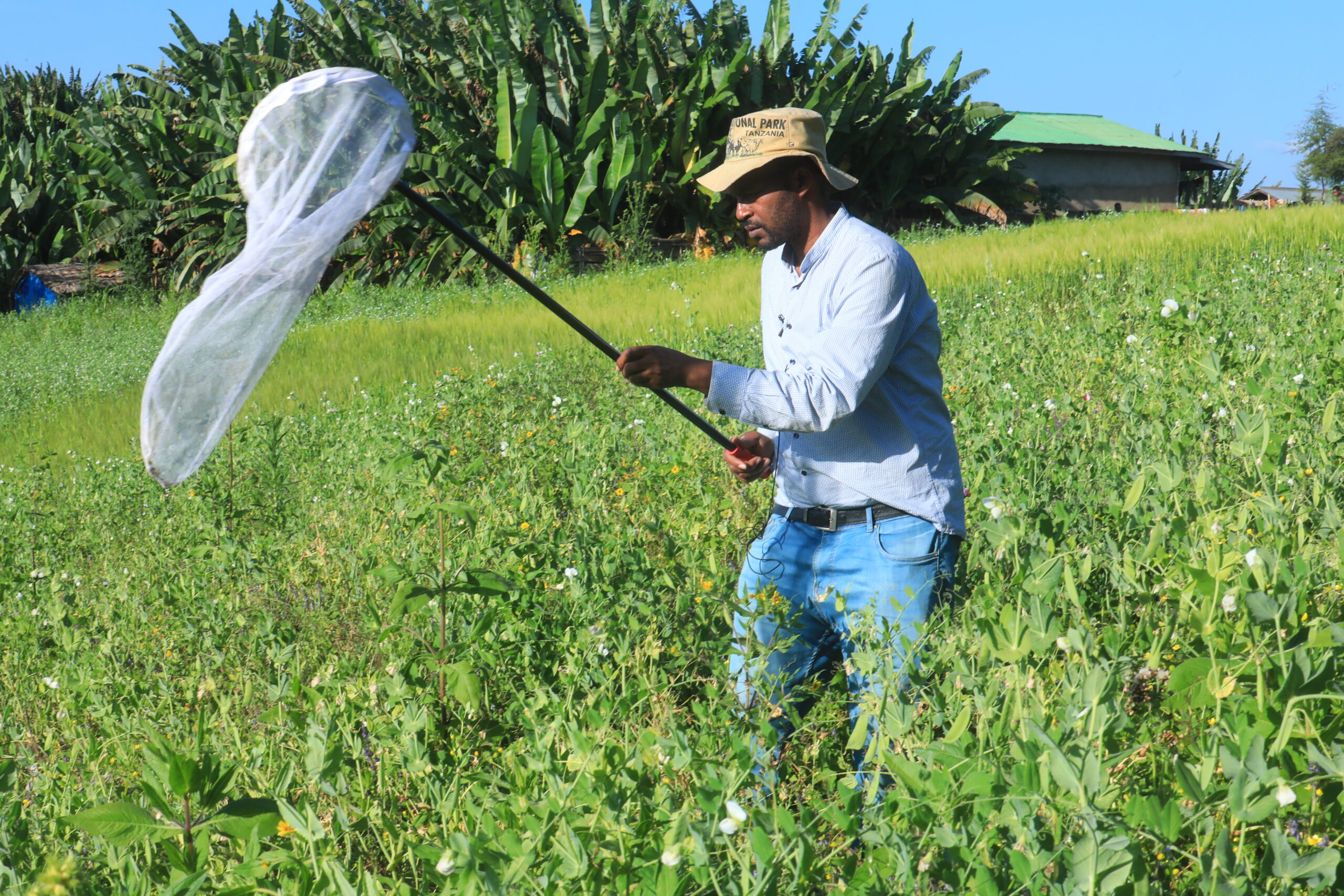 Reaching Pollinator Collection Milestones in Ethiopia - JRS ...